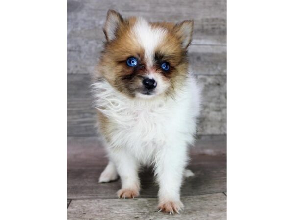 Pomeranian-DOG-Male-Orange Sable-12491-Petland Henderson, Nevada