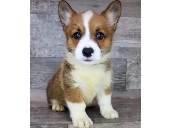 Pembroke Welsh Corgi DOG Male Sable / White 12493 Petland Henderson, Nevada