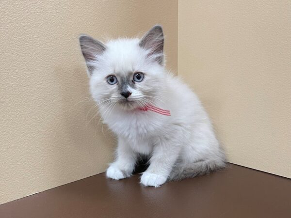 Ragdoll-Cat-Male-Blue Point/Mitted-12505-Petland Henderson, Nevada