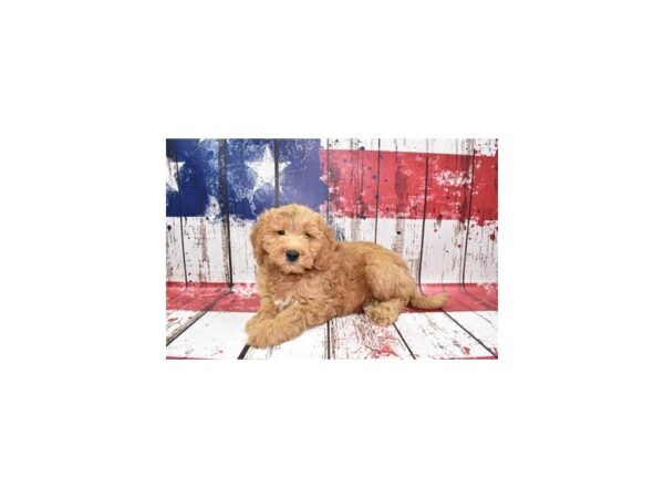 Mini Goldendoodle 2nd Gen-DOG-Male-Red-12515-Petland Henderson, Nevada