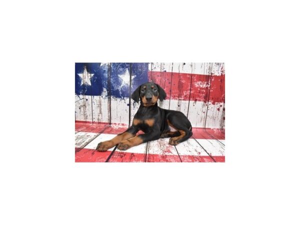 Doberman Pinscher-DOG-Male-Black and Rust-12517-Petland Henderson, Nevada