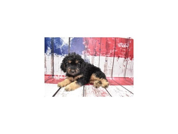 Toy Aussie Poo DOG Female Black 12514 Petland Henderson, Nevada