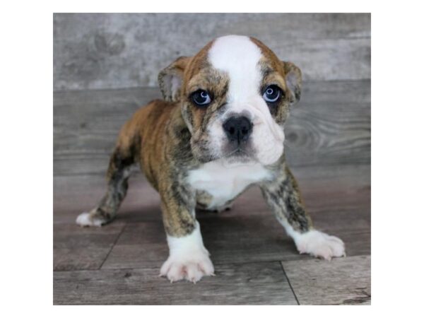 Bulldog DOG Female Red Brindle 12508 Petland Henderson, Nevada