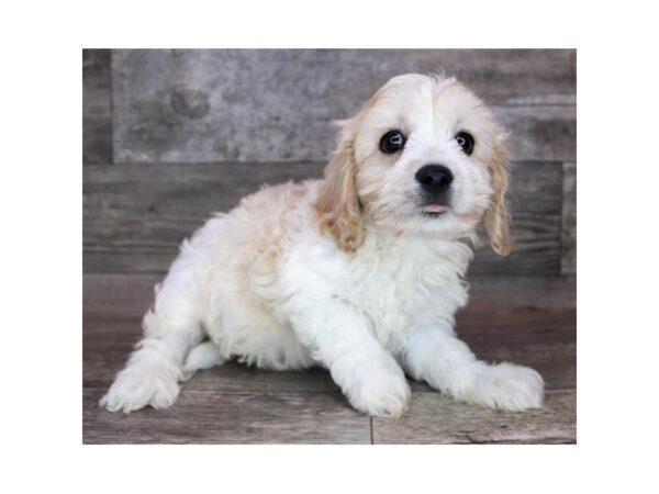 Cavachon DOG Male Apricot 12510 Petland Henderson, Nevada