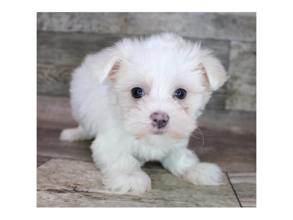 Maltese DOG Female White 12509 Petland Henderson, Nevada