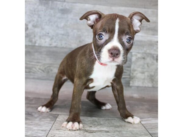 Boston Terrier DOG Female Seal / White 12506 Petland Henderson, Nevada