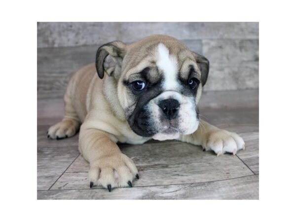 Bulldog DOG Male Fawn 12507 Petland Henderson, Nevada