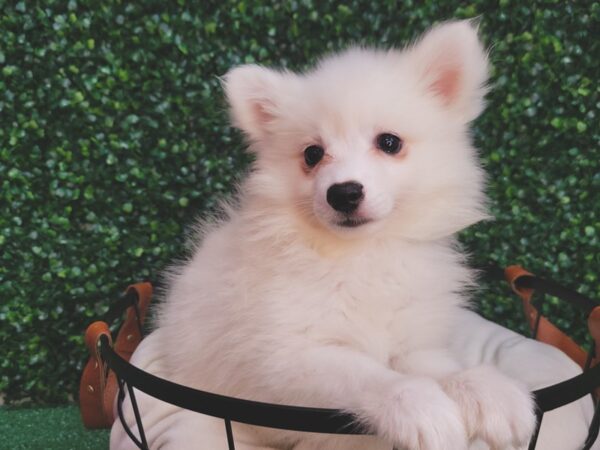 American Eskimo DOG Female White 12530 Petland Henderson, Nevada