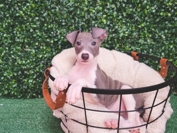 Italian Greyhound DOG Male Blue 12529 Petland Henderson, Nevada