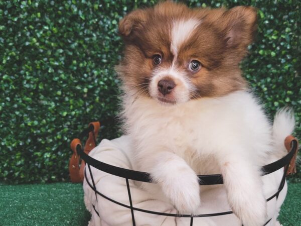 Pomeranian-DOG-Male-Sable-12524-Petland Henderson, Nevada