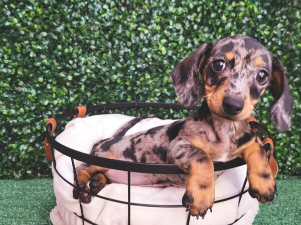 Dachshund DOG Female Black / Tan 12523 Petland Henderson, Nevada