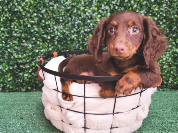 Dachshund Dog Male Chocolate / Tan 12522 Petland Henderson, Nevada