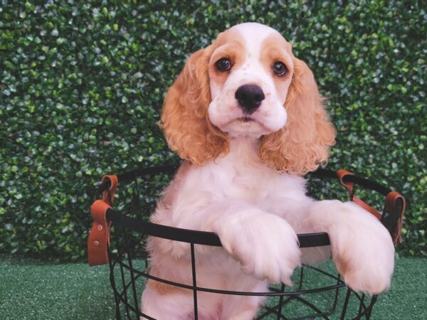 Cocker Spaniel-DOG-Male-Buff / White-12521-Petland Henderson, Nevada