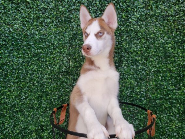 Siberian Husky DOG Male Red and White 12436 Petland Henderson, Nevada