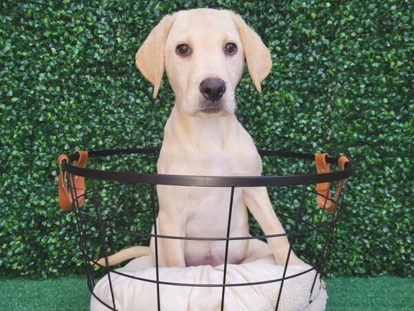 Labrador Retriever Dog Female Yellow 12503 Petland Henderson, Nevada