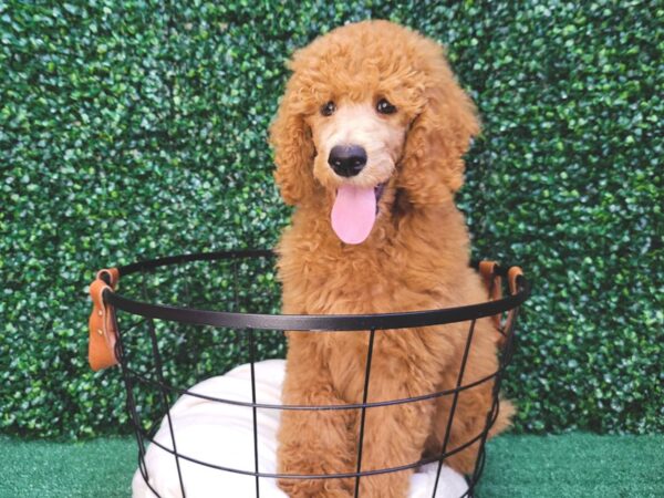 Standard Poodle DOG Female Red 12500 Petland Henderson, Nevada