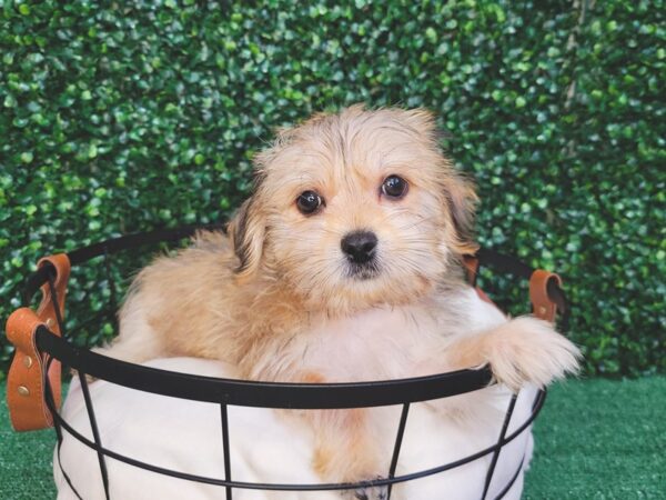 Morkie DOG Male Gold 12511 Petland Henderson, Nevada