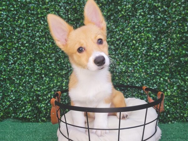 Pembroke Welsh Corgi Dog Female Red 12468 Petland Henderson, Nevada