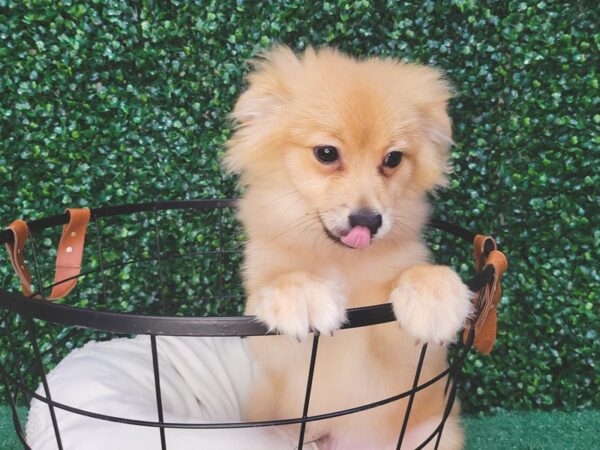 Pomeranian Dog Male Orange Sable 12422 Petland Henderson, Nevada