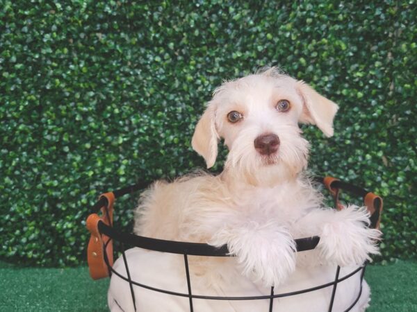 Schnoodle Dog Female Cream 12512 Petland Henderson, Nevada