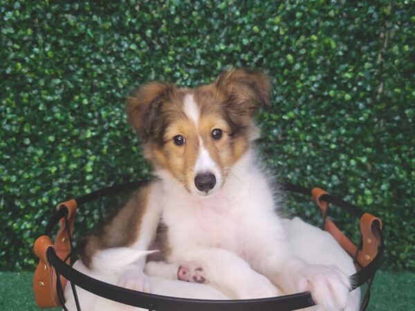 Shetland Sheepdog-Dog-Male-Sable / White-12483-Petland Henderson, Nevada