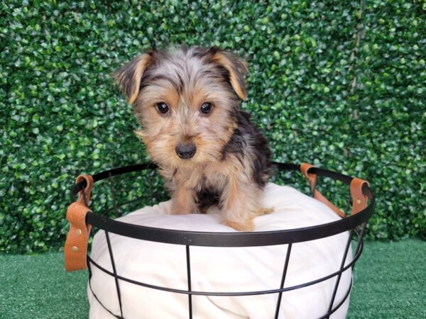 Yorkshire Terrier DOG Male Black and Tan 12497 Petland Henderson, Nevada