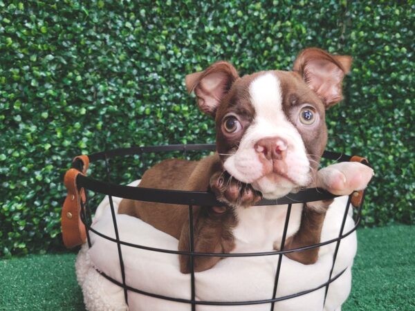 Boston Terrier Dog Male Seal and White 12533 Petland Henderson, Nevada