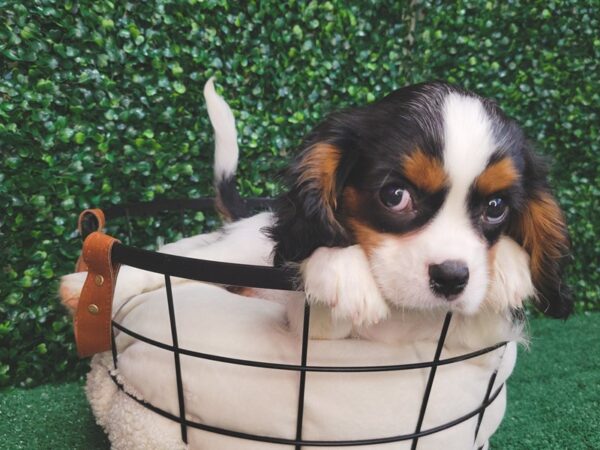 Cavalier King Charles Spaniel DOG Male Black Tan / White 12531 Petland Henderson, Nevada