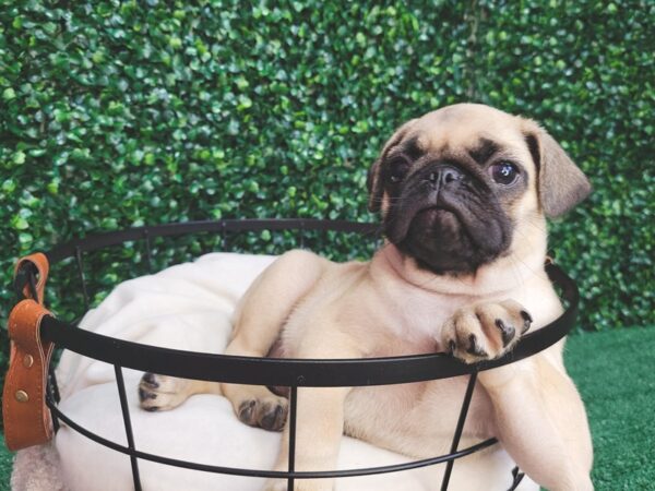 Pug-DOG-Female-Fawn-12536-Petland Henderson, Nevada