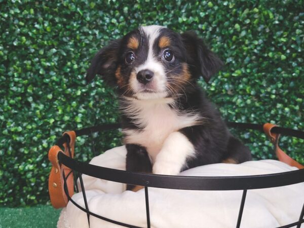 Miniature Australian Shepherd Dog Female Black White and Brown 12537 Petland Henderson, Nevada