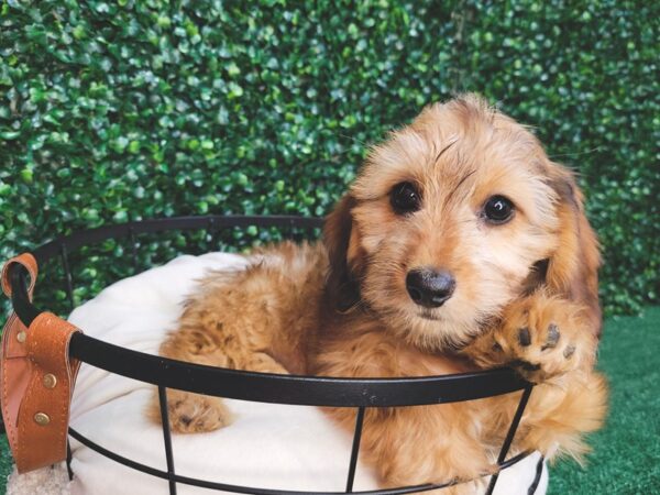 Dachshund Dog Female Wheaten 12534 Petland Henderson, Nevada