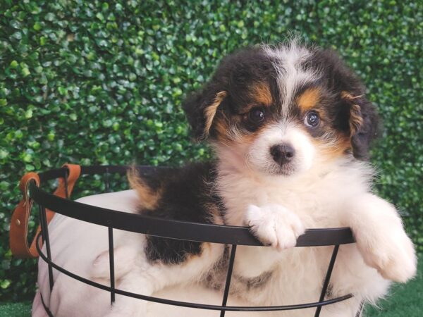 Aussiedoodle Mini DOG Male Black 12541 Petland Henderson, Nevada