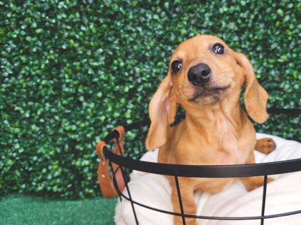 Dachshund DOG Female Red 12538 Petland Henderson, Nevada