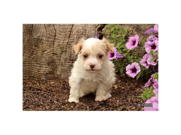 Havanese DOG Female Gold 12556 Petland Henderson, Nevada