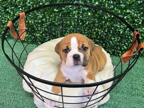 Beabull Bulldog Dog Female Red / White 12555 Petland Henderson, Nevada