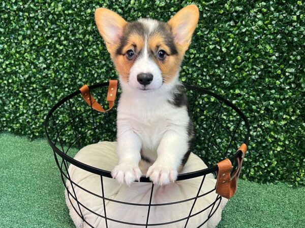 Pembroke Welsh Corgi Dog Female Black / White 12557 Petland Henderson, Nevada