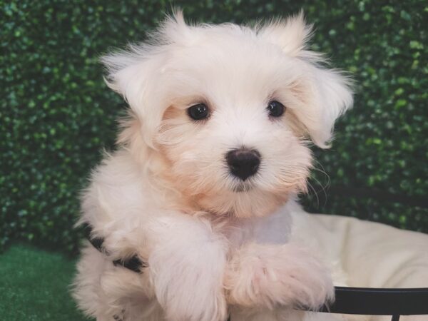 Maltese Dog Male White 12543 Petland Henderson, Nevada