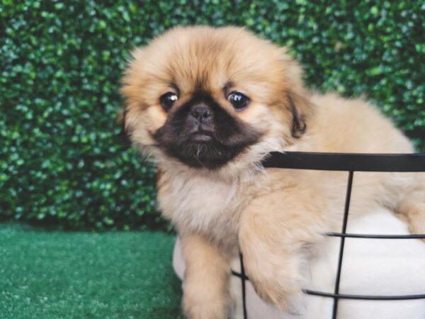 Pekingese Dog Male Fawn 12552 Petland Henderson, Nevada