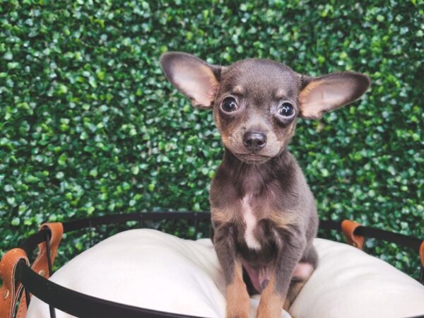 Chihuahua-DOG-Male-Blue / Tan-12542-Petland Henderson, Nevada