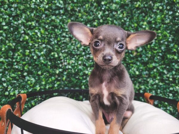 Chihuahua DOG Male Blue / Tan 12542 Petland Henderson, Nevada