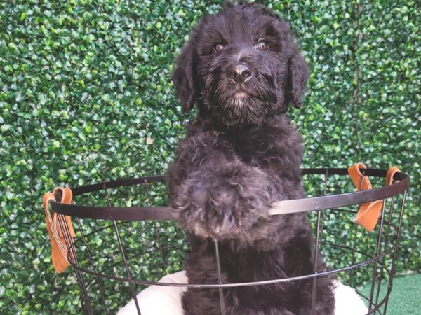 Giant Schnoodle Dog Male Black 12550 Petland Henderson, Nevada