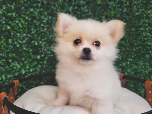 Pomeranian/Pekingese-DOG-Female-Cream-12547-Petland Henderson, Nevada