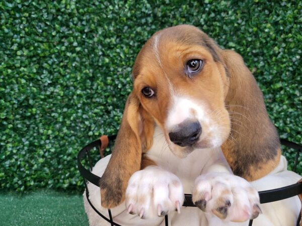 Basset Hound Dog Female Black White / Tan 12545 Petland Henderson, Nevada