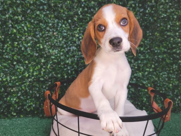 Beagle Dog Male Red and White 12551 Petland Henderson, Nevada