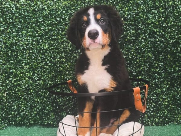 Bernese Mountain Dog Dog Male Black Rust and White 12513 Petland Henderson, Nevada