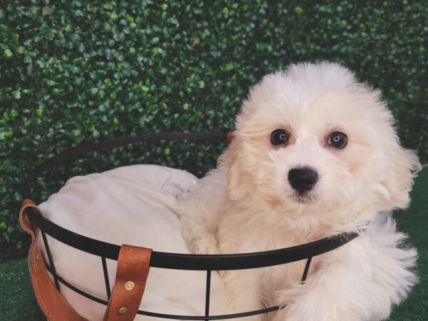 Teddy Bear-DOG-Female-White-12560-Petland Henderson, Nevada