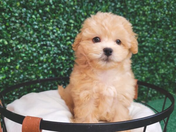 ShizaPoo DOG Female Apricot 12558 Petland Henderson, Nevada