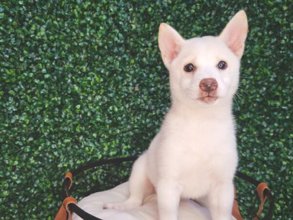 Shiba Inu DOG Female Cream 12564 Petland Henderson, Nevada