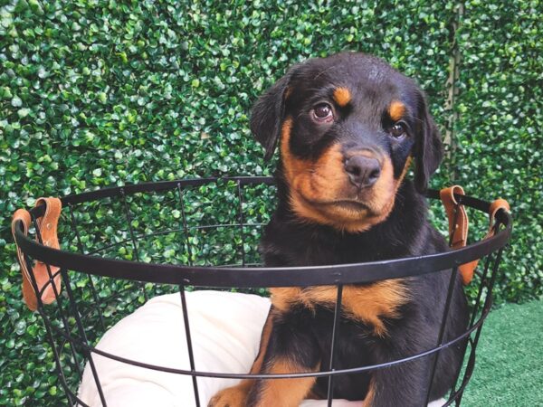 Rottweiler Dog Female Black / Tan 12563 Petland Henderson, Nevada