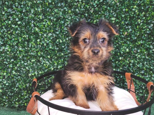 Yorkshire Terrier Dog Male Black / Tan 12562 Petland Henderson, Nevada